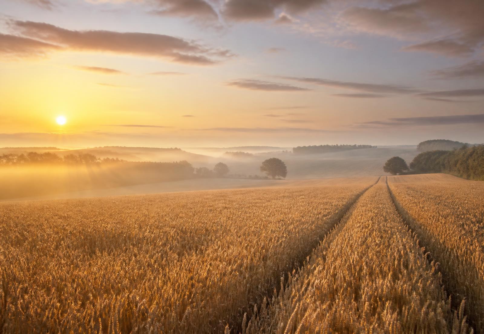 Wheat farmland at dawn